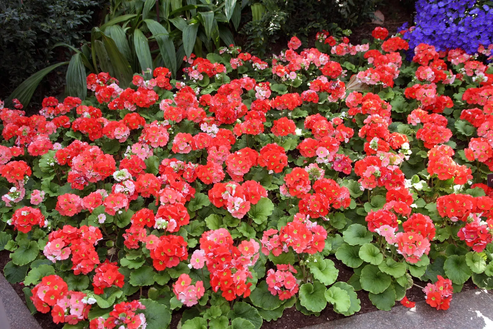 German Primrose (Primula Obconica) — boasting lush foliage and clusters of delicate flowers in various hues
