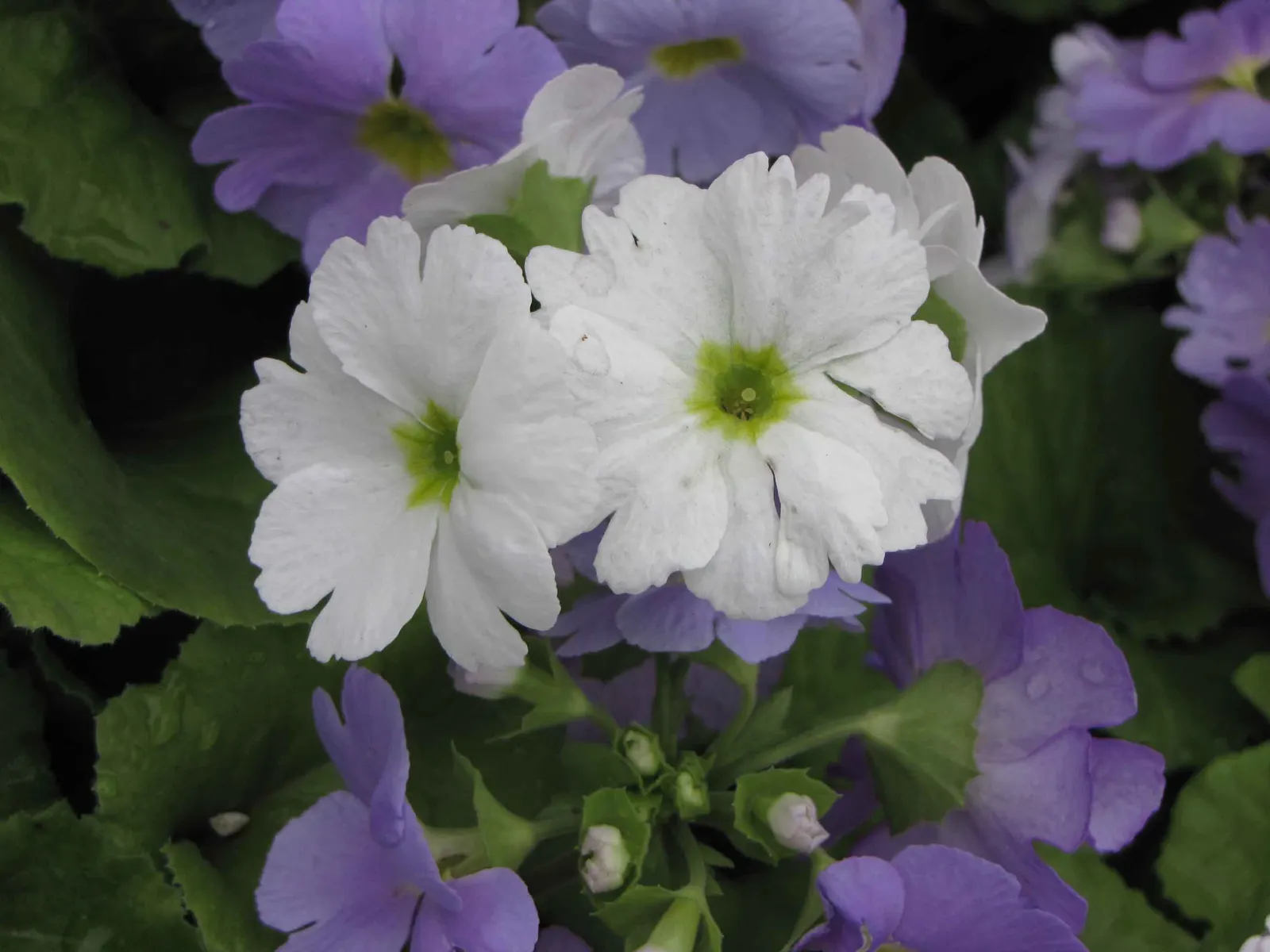German Primrose (Primula Obconica) — it blooms mainly in late winter to spring; well-draining soil with a slightly acidic to neutral pH