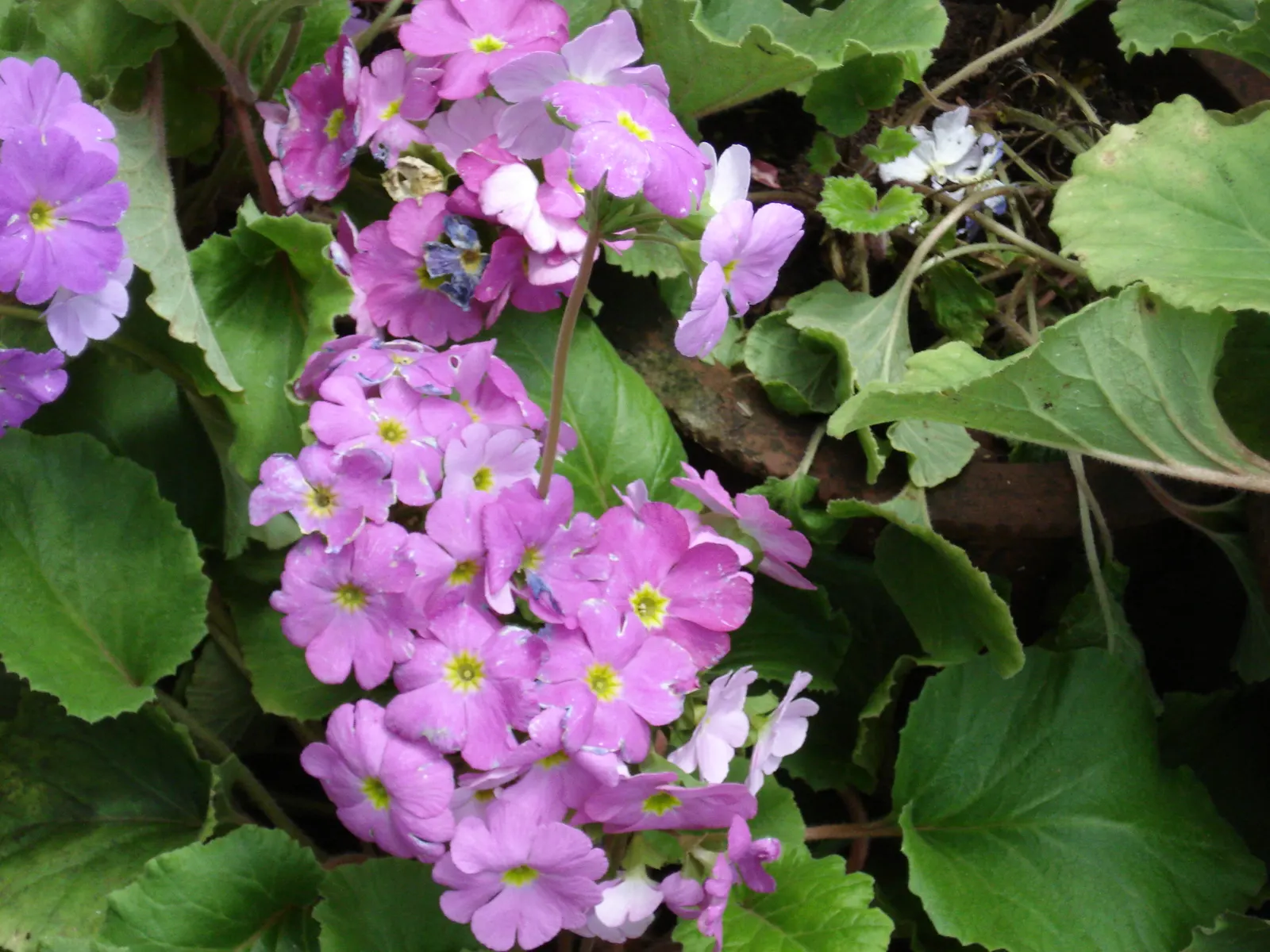 German Primrose (Primula Obconica) — Optimal results are achieved with regular watering, while ensuring the soil does not become waterlogged