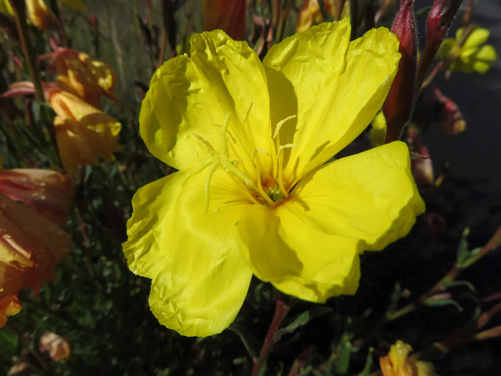 German Primrose (Primula Obconica) — it requires consistently moist