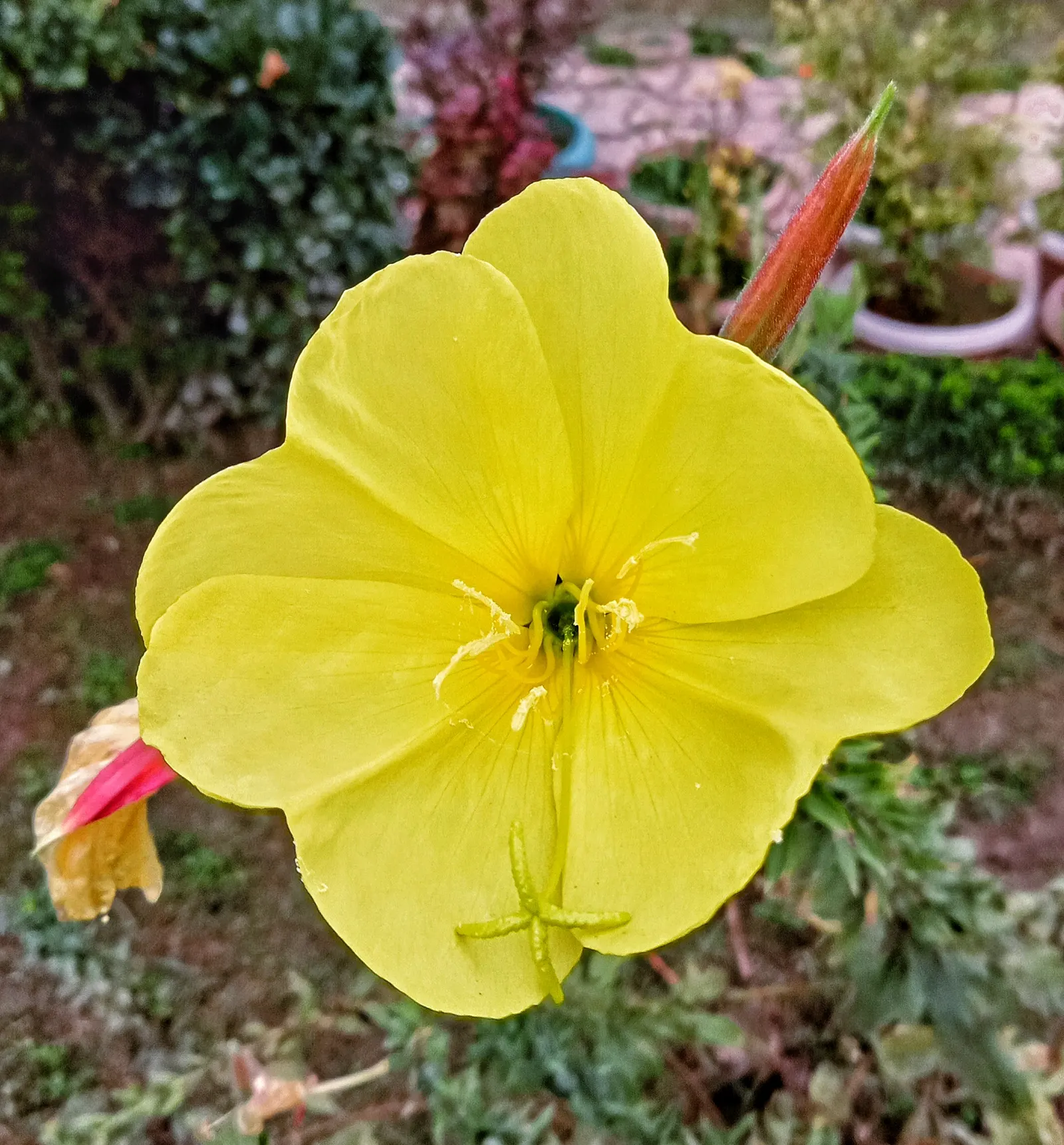 German Primrose (Primula Obconica) — annual / ground cover for half