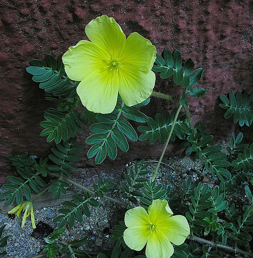 German Primrose (Primula Obconica) — it blooms mainly in late winter to spring