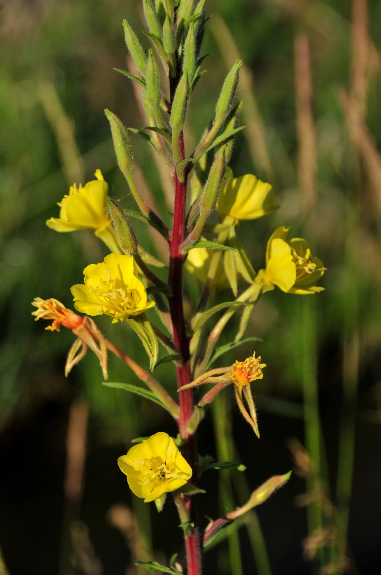 German Primrose (Primula Obconica) — sporting a soft green hue.<br><br>Come late winter to early spring