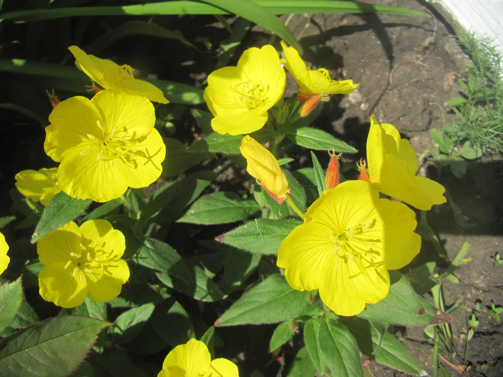 German Primrose (Primula Obconica) — The German Primrose (Primula obconica)