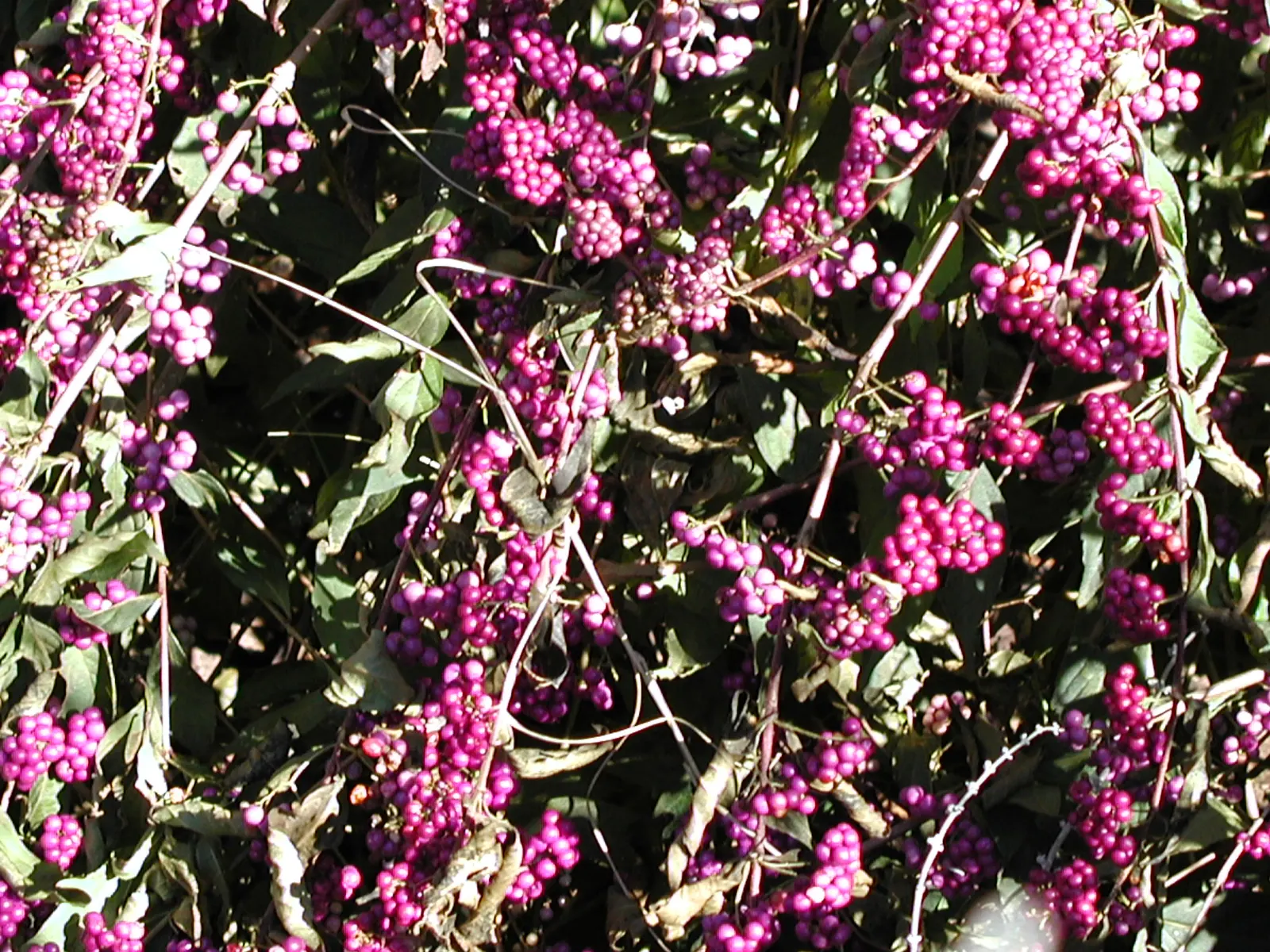 Profusion Beautyberry (Callicarpa bodinieri 'Profusion') — the Callicarpa bodinieri 'Profusion' is both a stunning and hardy addition to any, image 50