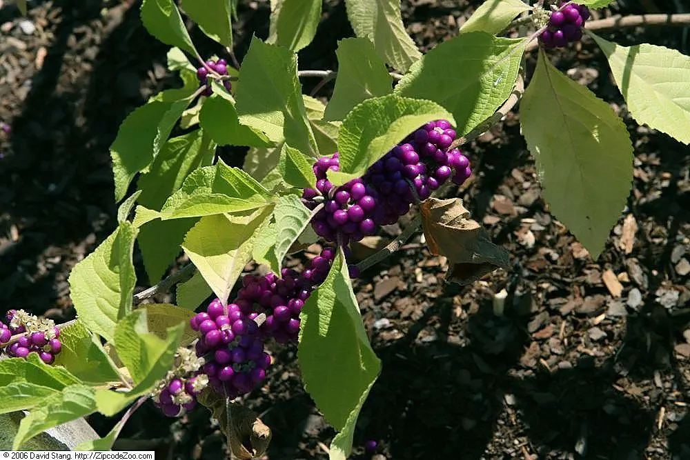 Profusion Beautyberry (Callicarpa bodinieri 'Profusion') — is a deciduous shrub lauded for its show-stopping fall display of vibrant purple berries; shrub with