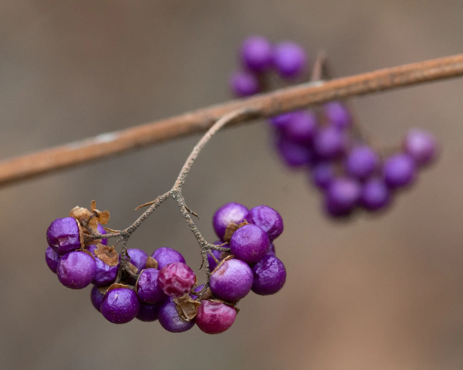 Profusion Beautyberry (Callicarpa bodinieri 'Profusion') — pink and purple flowers in the garden