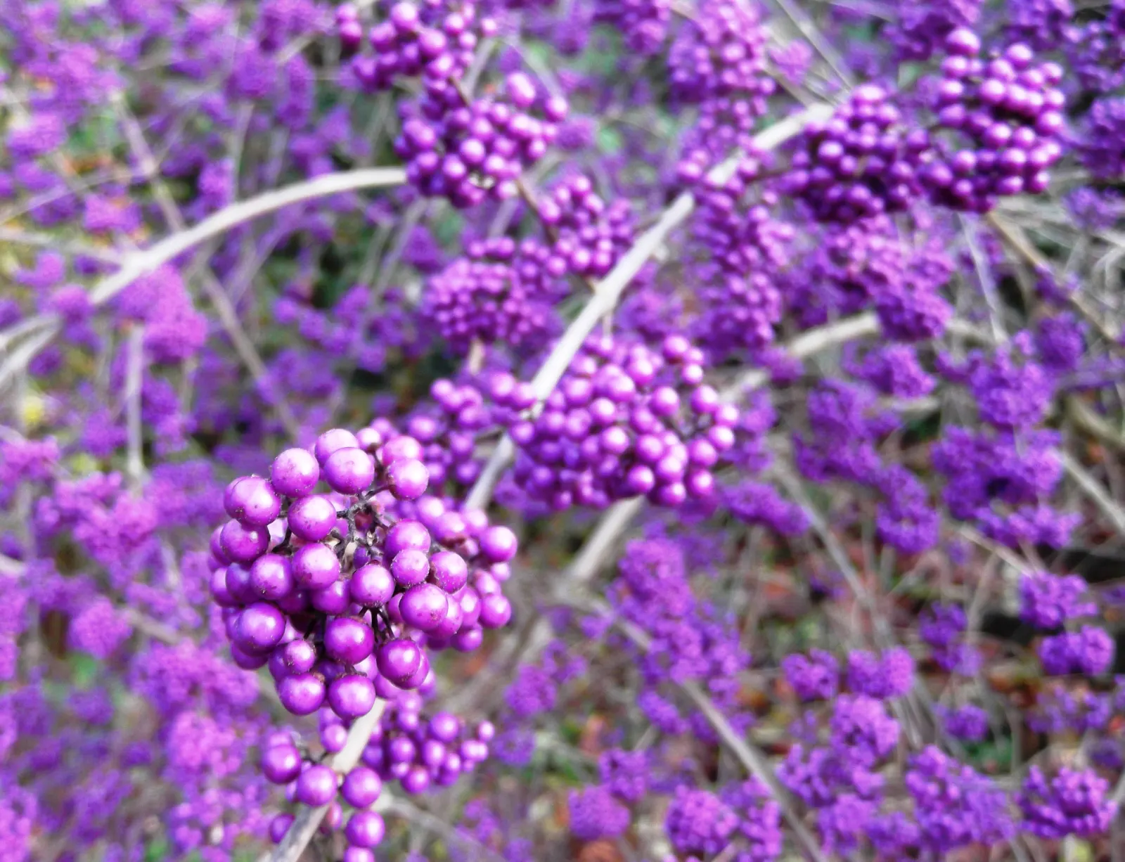 Profusion Beautyberry (Callicarpa bodinieri 'Profusion') — which gracefully adorn arching branches; scientifically known as Callicarpa bodinieri 'Profusion'