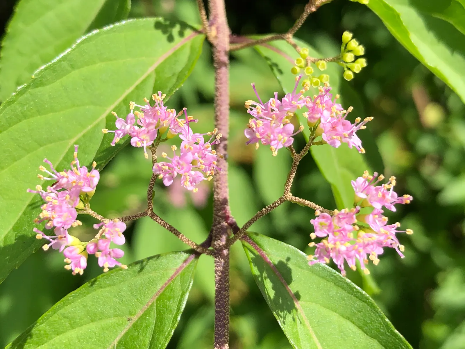 Profusion Beautyberry (Callicarpa bodinieri 'Profusion') — serving as a modest precursor to the main autumnal attraction