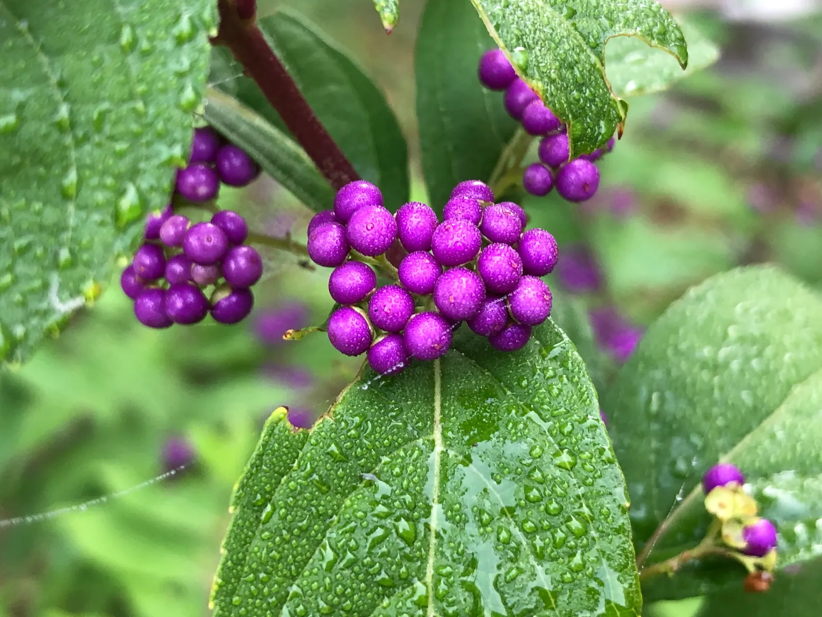 Profusion Beautyberry (Callicarpa bodinieri 'Profusion') — Thriving in full sun to part shade, it reaches 4-6 feet in height and similar spread