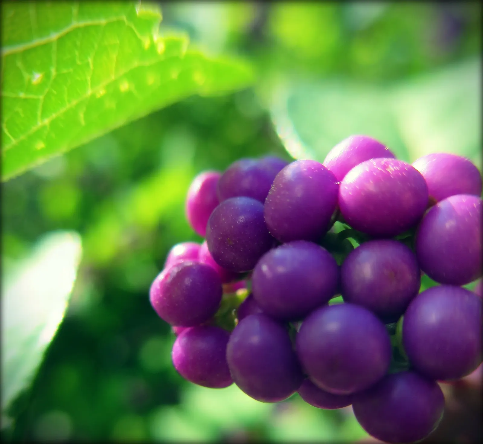 Profusion Beautyberry (Callicarpa bodinieri 'Profusion') — or as a specimen plant.<br><br>This deciduous delight boasts lance-shaped
