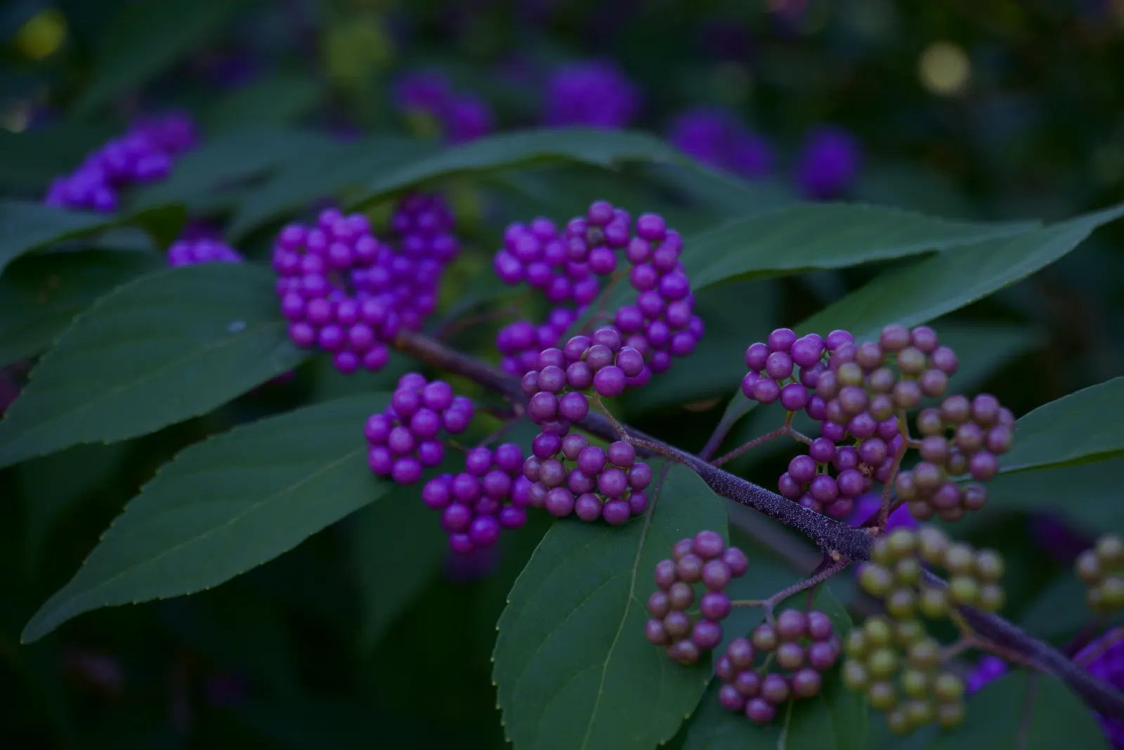Profusion Beautyberry (Callicarpa bodinieri 'Profusion') — this shrub is also appreciated for its low maintenance requirements; these blooms give way to