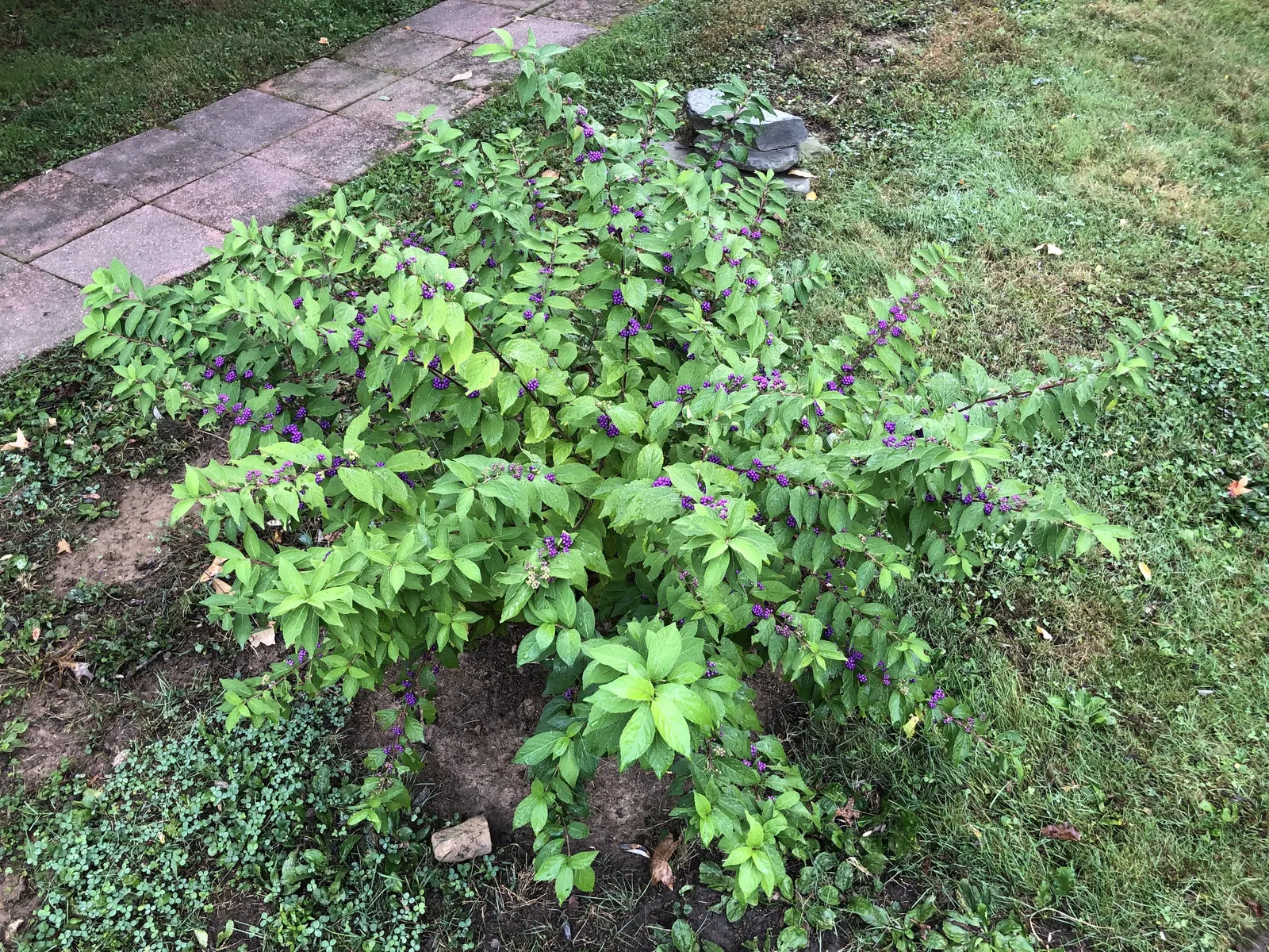 Profusion Beautyberry (Callicarpa bodinieri 'Profusion') — scientifically known as Callicarpa bodinieri 'Profusion'; these berries encircle the stem and remain