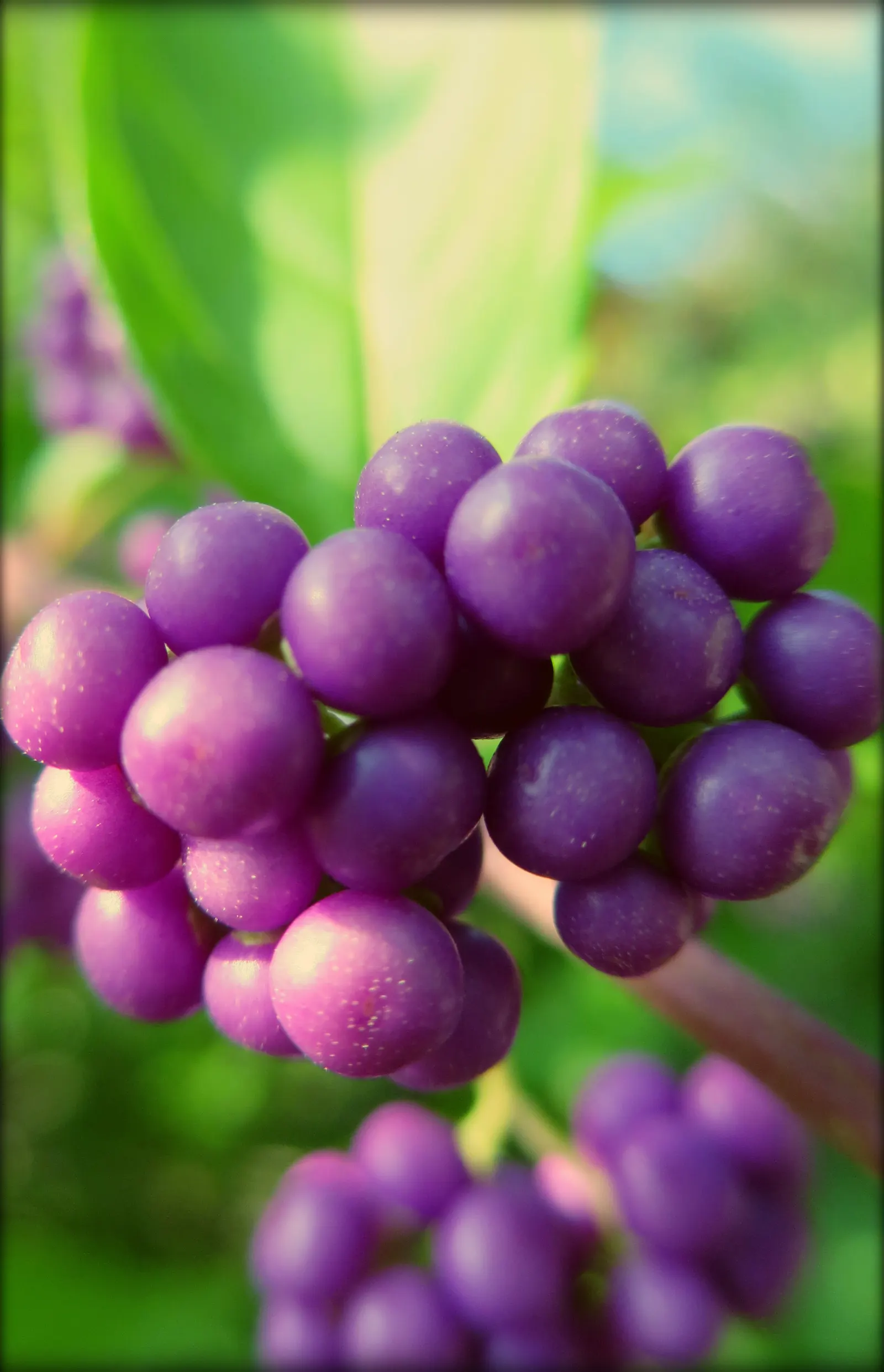 Profusion Beautyberry (Callicarpa bodinieri 'Profusion') — is a deciduous shrub lauded for its show-stopping fall display of vibrant purple berries