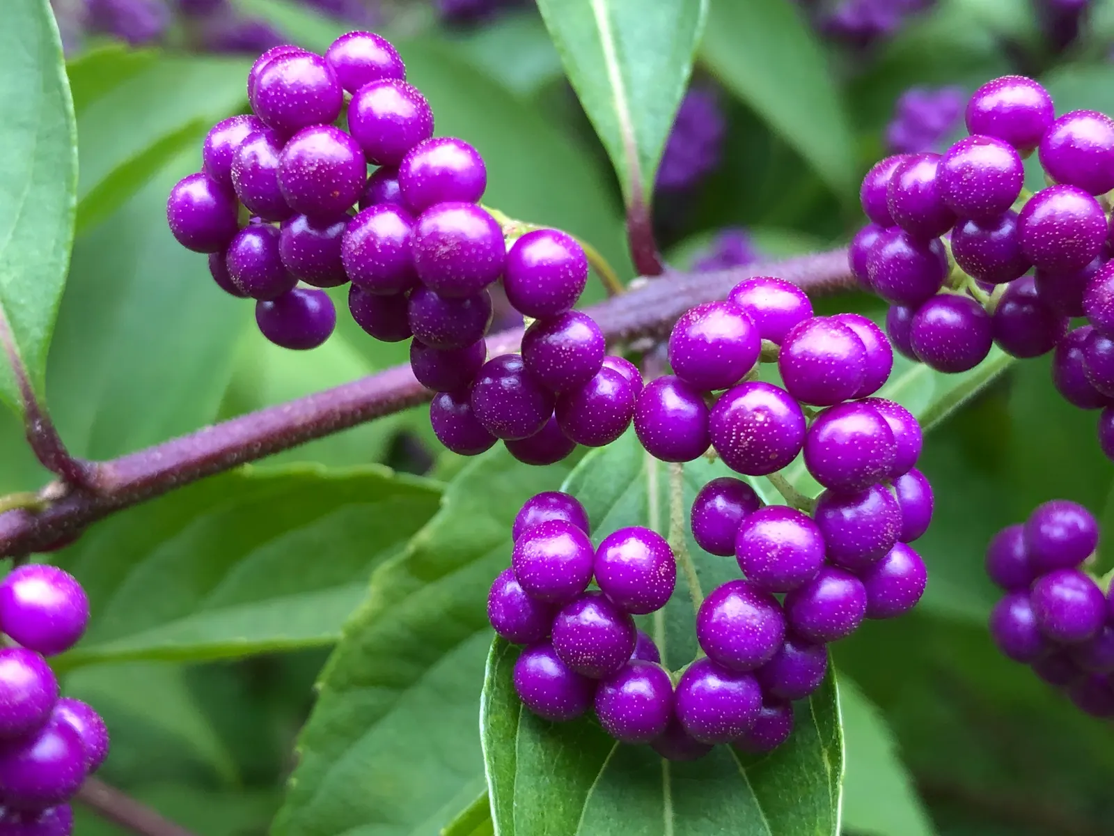 Profusion Beautyberry (Callicarpa bodinieri 'Profusion') — A mature Profusion Beautyberry typically reaches 4 to 6 feet in both height and spread