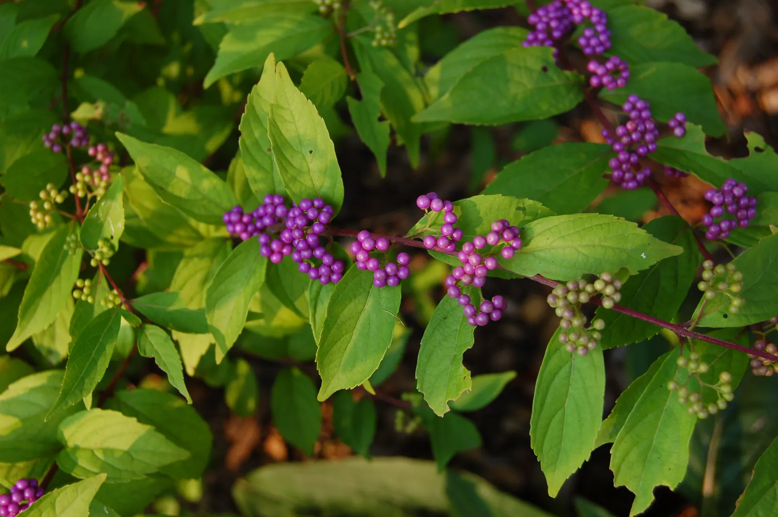 Profusion Beautyberry (Callicarpa bodinieri 'Profusion') — each approximately 1/8 inch in diameter; serving as a modest precursor to the main autumnal