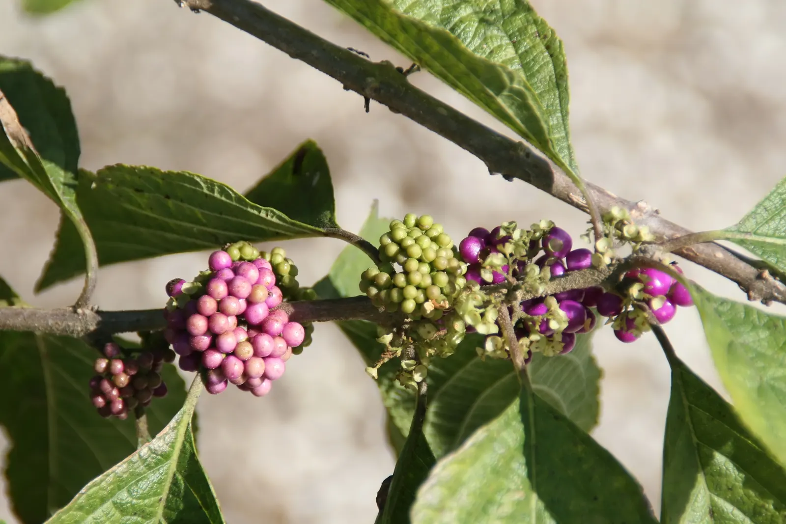Profusion Beautyberry (Callicarpa bodinieri 'Profusion') — Thriving in full sun to part shade, it reaches 4-6 feet in height and similar spread; each