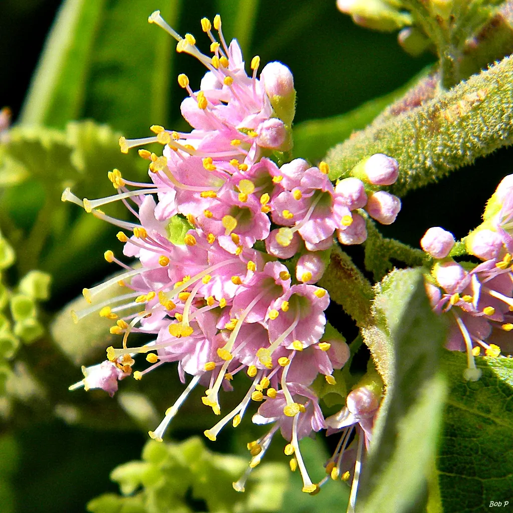 Profusion Beautyberry (Callicarpa bodinieri 'Profusion') — shrub with pink and purple blooms