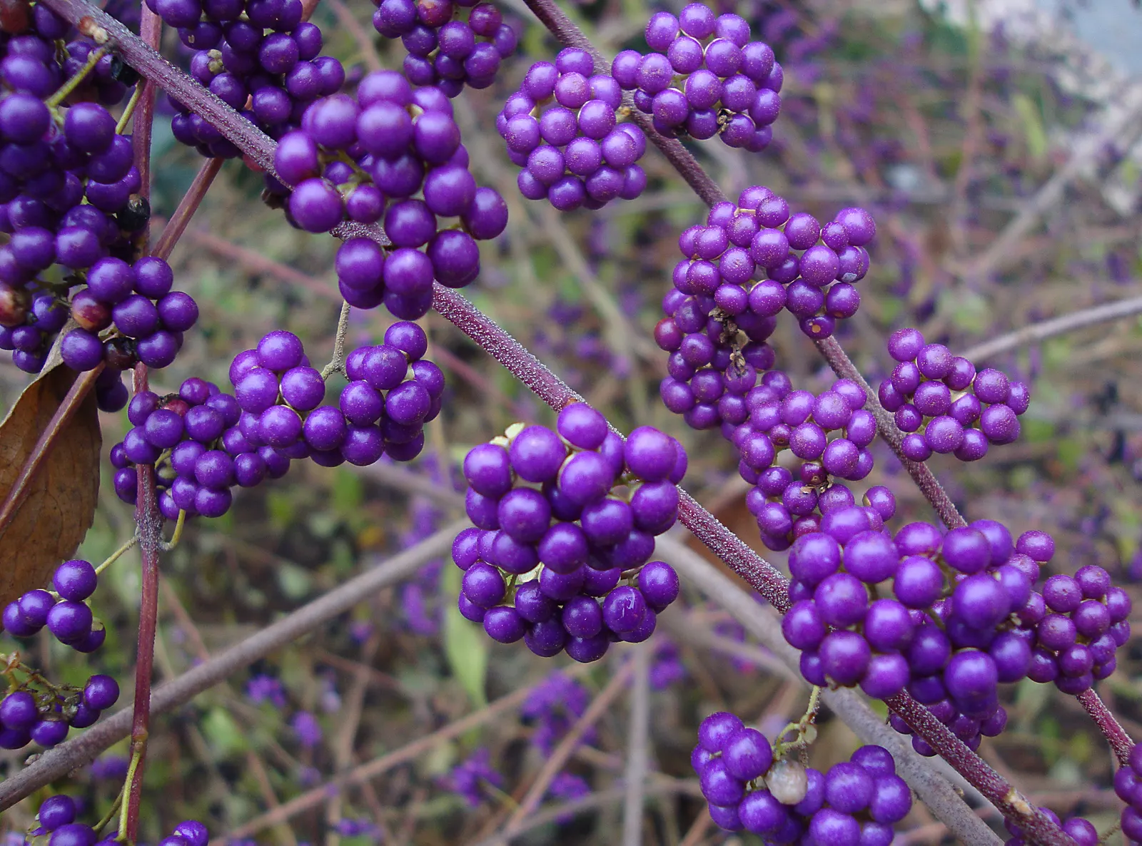 Profusion Beautyberry (Callicarpa bodinieri 'Profusion') — These berries encircle the stem and remain well into winter; this shrub is also appreciated for its