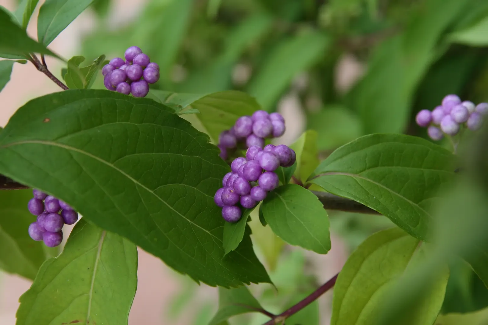 Profusion Beautyberry (Callicarpa bodinieri 'Profusion') — Appreciated for its arching branches and attractive foliage, it's hardy in zones 5-8, image 58