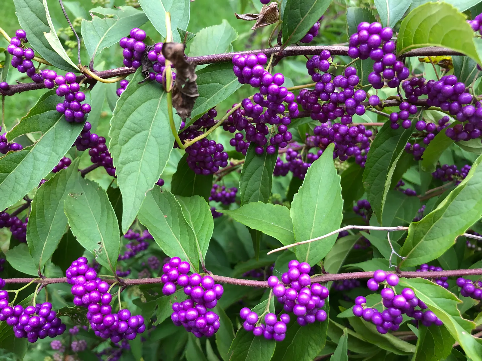 Profusion Beautyberry (Callicarpa bodinieri 'Profusion') — offering a brilliant display that transcends seasons