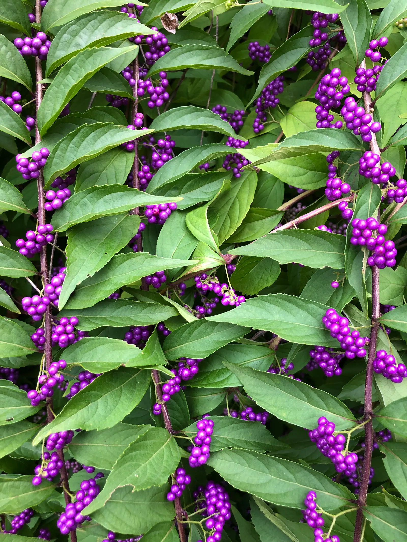 Profusion Beautyberry (Callicarpa bodinieri 'Profusion') — 'Profusion', is a deciduous shrub featuring prolific clusters of vibrant purple berries; or as a