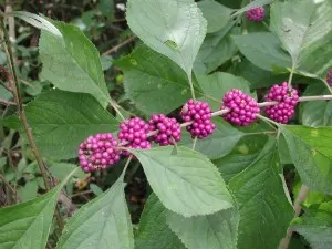 Profusion Beautyberry (Callicarpa bodinieri 'Profusion') — Ideal for borders or as a specimen plant to add color and interest to landscapes