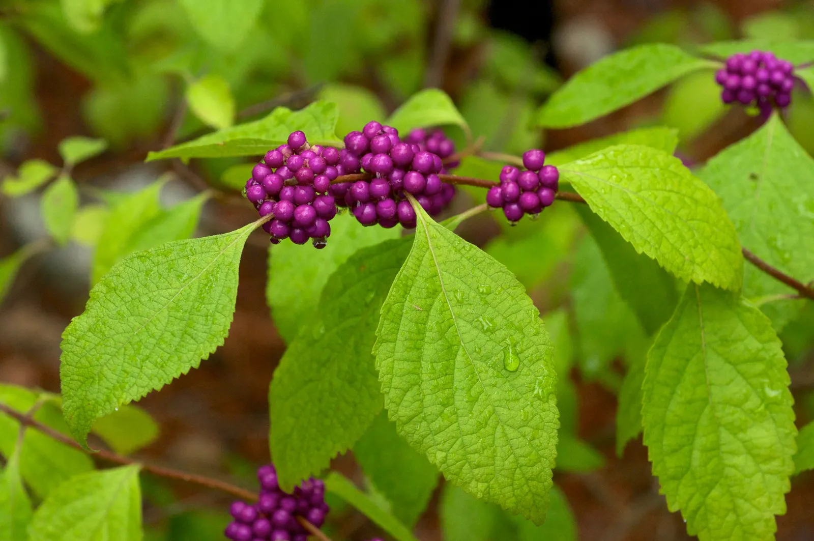 Profusion Beautyberry (Callicarpa bodinieri 'Profusion') — shrub with pink and purple blooms; densely-packed purple berries