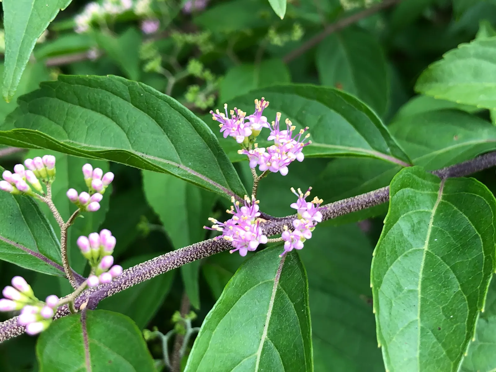 Profusion Beautyberry (Callicarpa bodinieri 'Profusion') — Profusion Beautyberry thrives in well-drained soil with a preference for full sun to partial shade