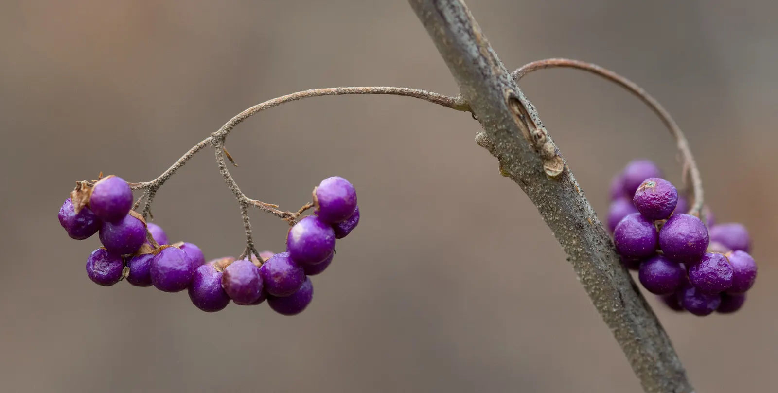 Profusion Beautyberry (Callicarpa bodinieri 'Profusion') — These berries encircle the stem and remain well into winter