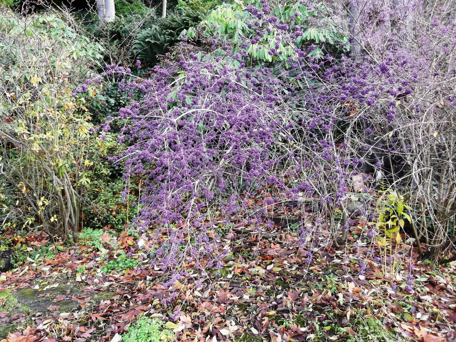 Profusion Beautyberry (Callicarpa bodinieri 'Profusion') — Thriving in full sun to part shade, it reaches 4-6 feet in height and similar spread, image 57