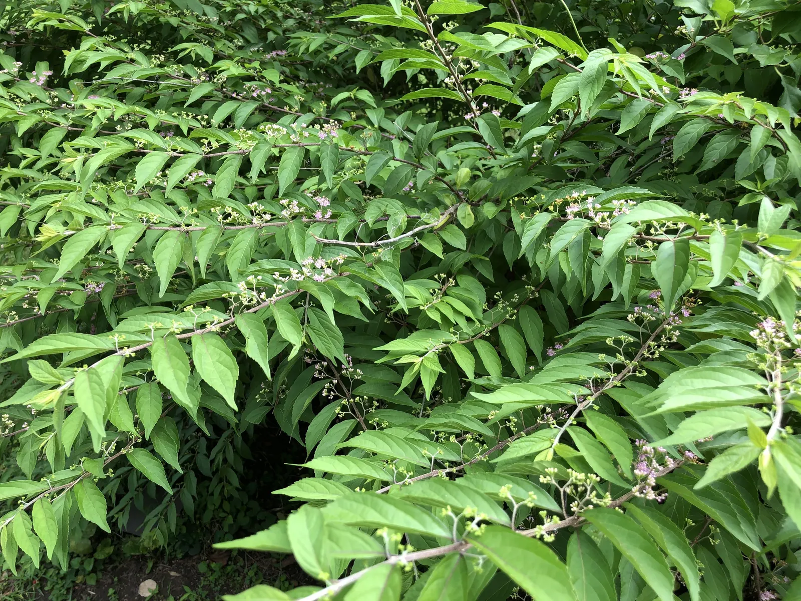 Profusion Beautyberry (Callicarpa bodinieri 'Profusion') — mid-green leaves measuring around 2 to 5 inches long
