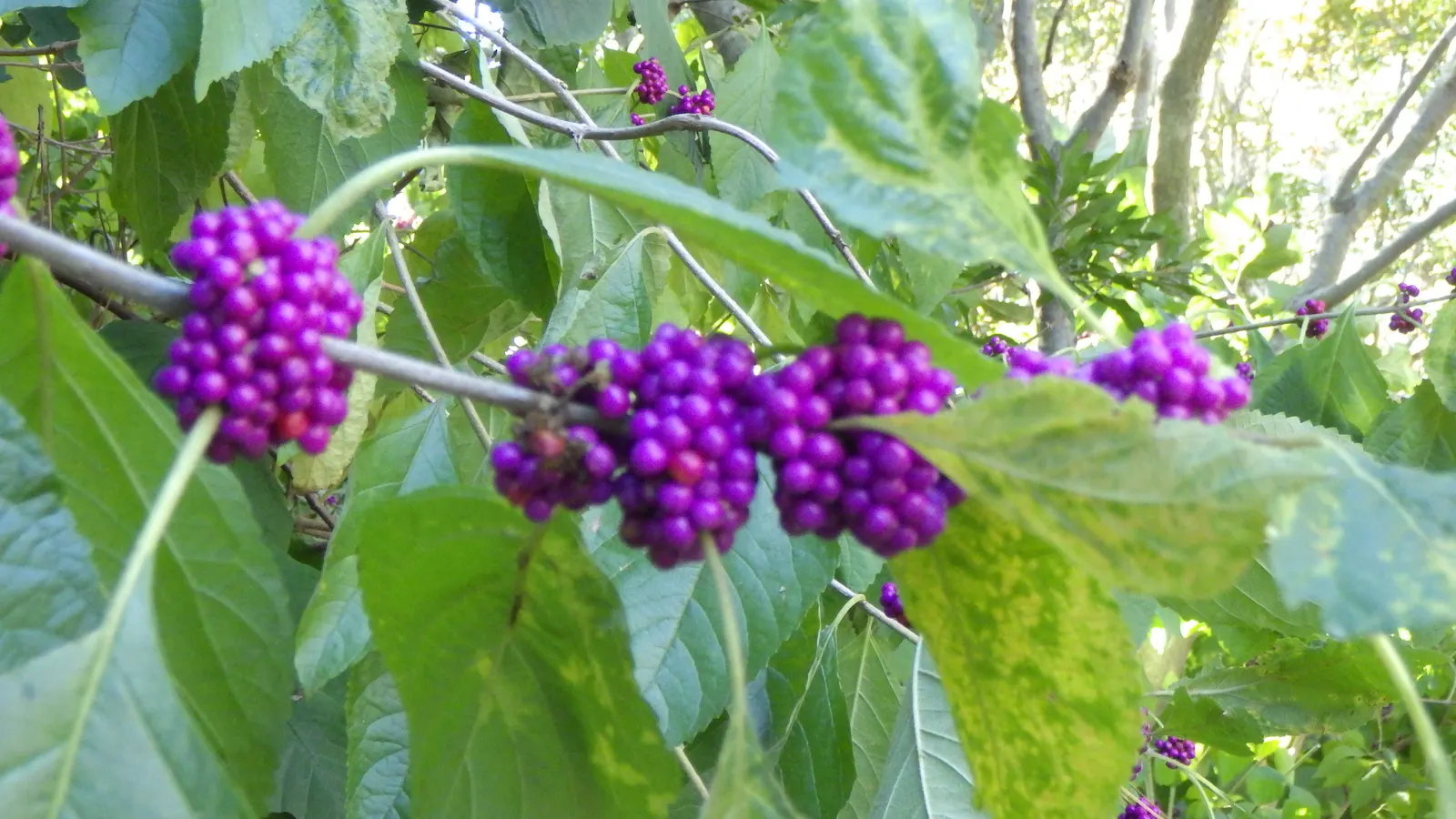 Profusion Beautyberry (Callicarpa bodinieri 'Profusion') — densely-packed purple berries