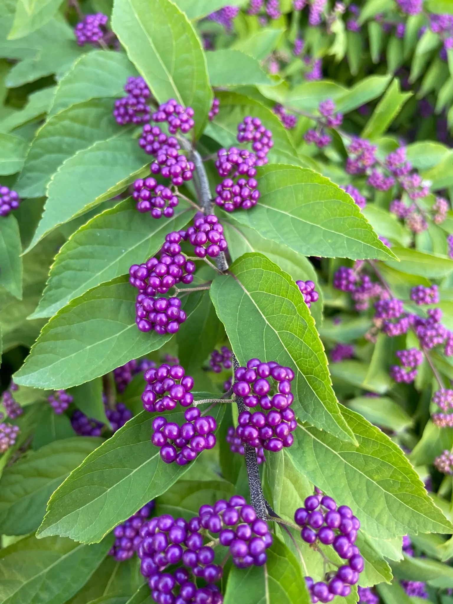 Profusion Beautyberry (Callicarpa bodinieri 'Profusion') — 'Profusion', is a deciduous shrub featuring prolific clusters of vibrant purple berries