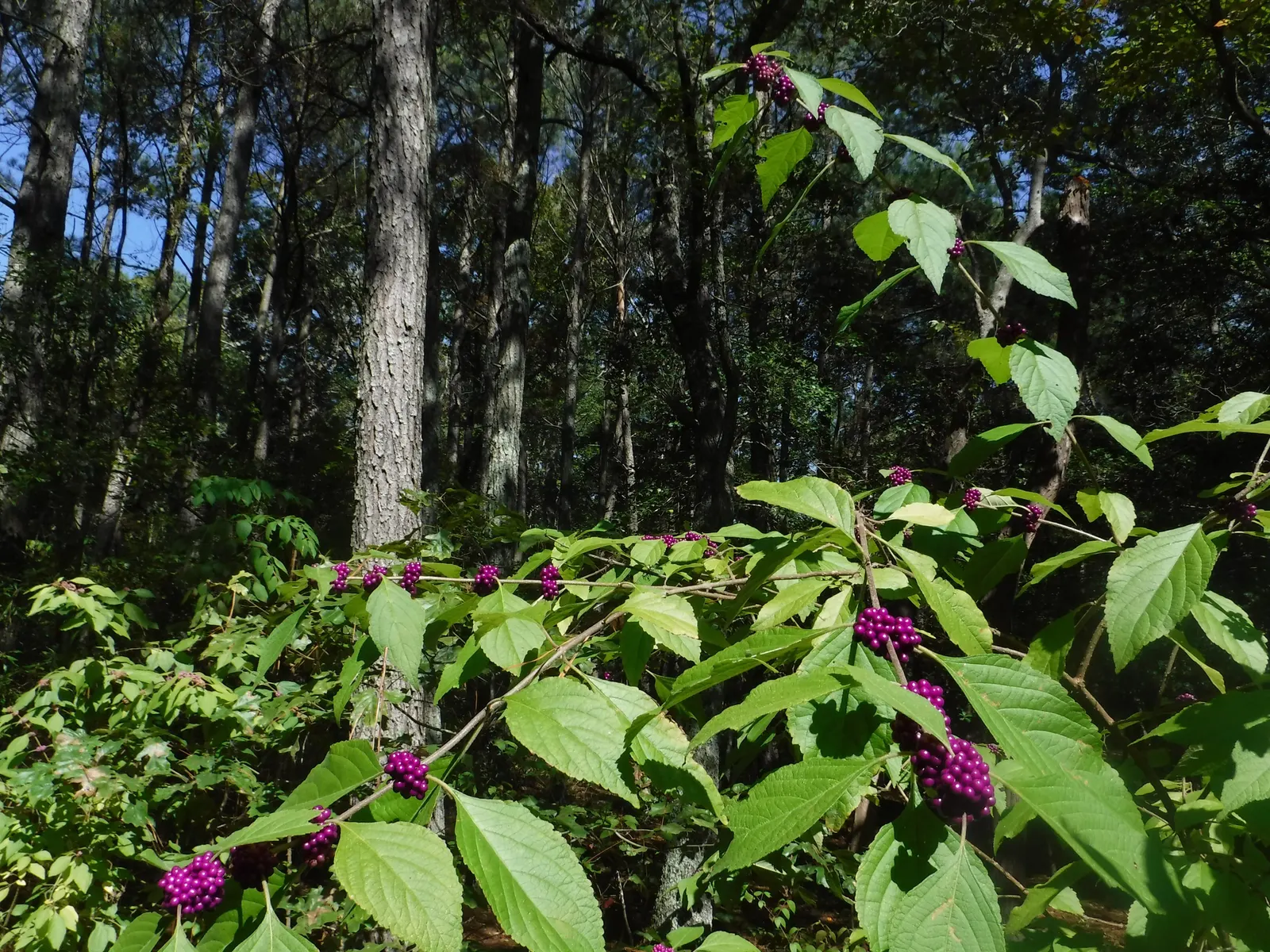 Profusion Beautyberry (Callicarpa bodinieri 'Profusion') — which gracefully adorn arching branches