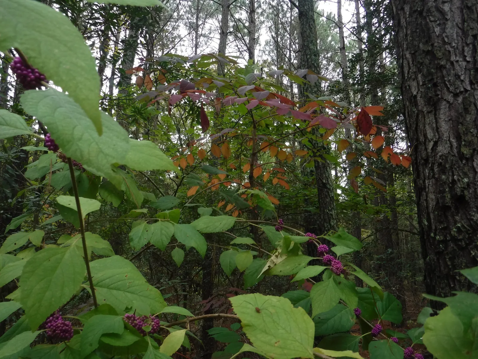 Profusion Beautyberry (Callicarpa bodinieri 'Profusion') — lavender-pink flowers emerge, image 41