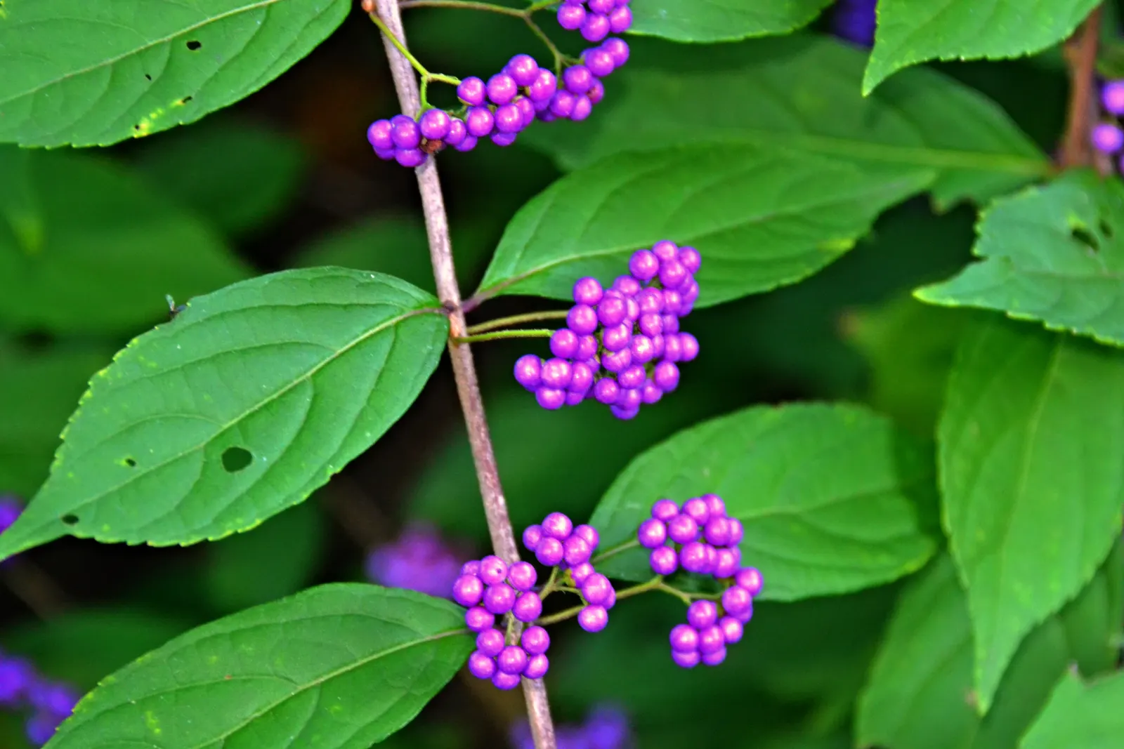 Profusion Beautyberry (Callicarpa bodinieri 'Profusion') — serving as a modest precursor to the main autumnal attraction; exhibiting a moderate growth rate