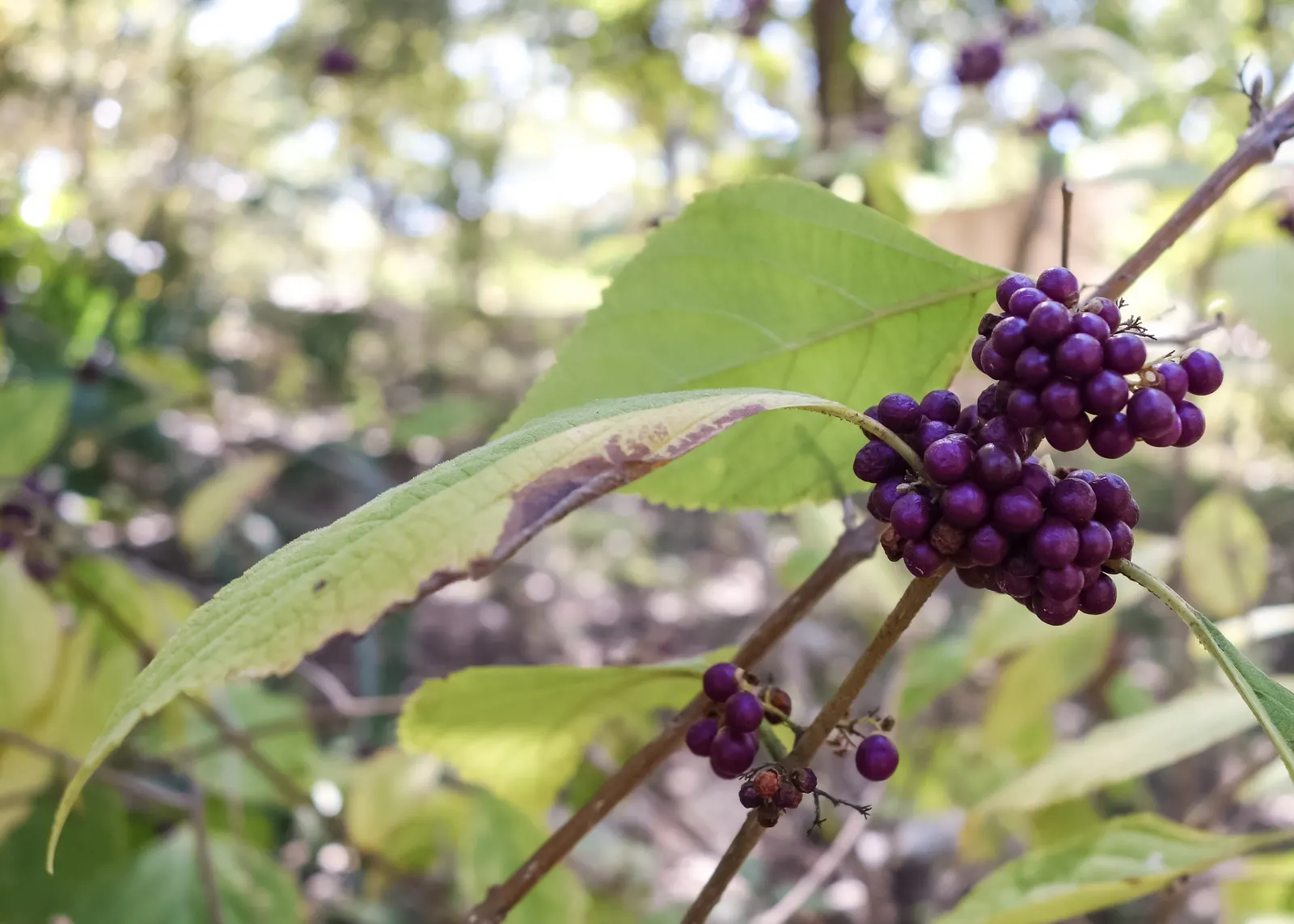 Profusion Beautyberry (Callicarpa bodinieri 'Profusion') — Profusion Beautyberry thrives in well-drained soil with a preference for full sun to, image 47