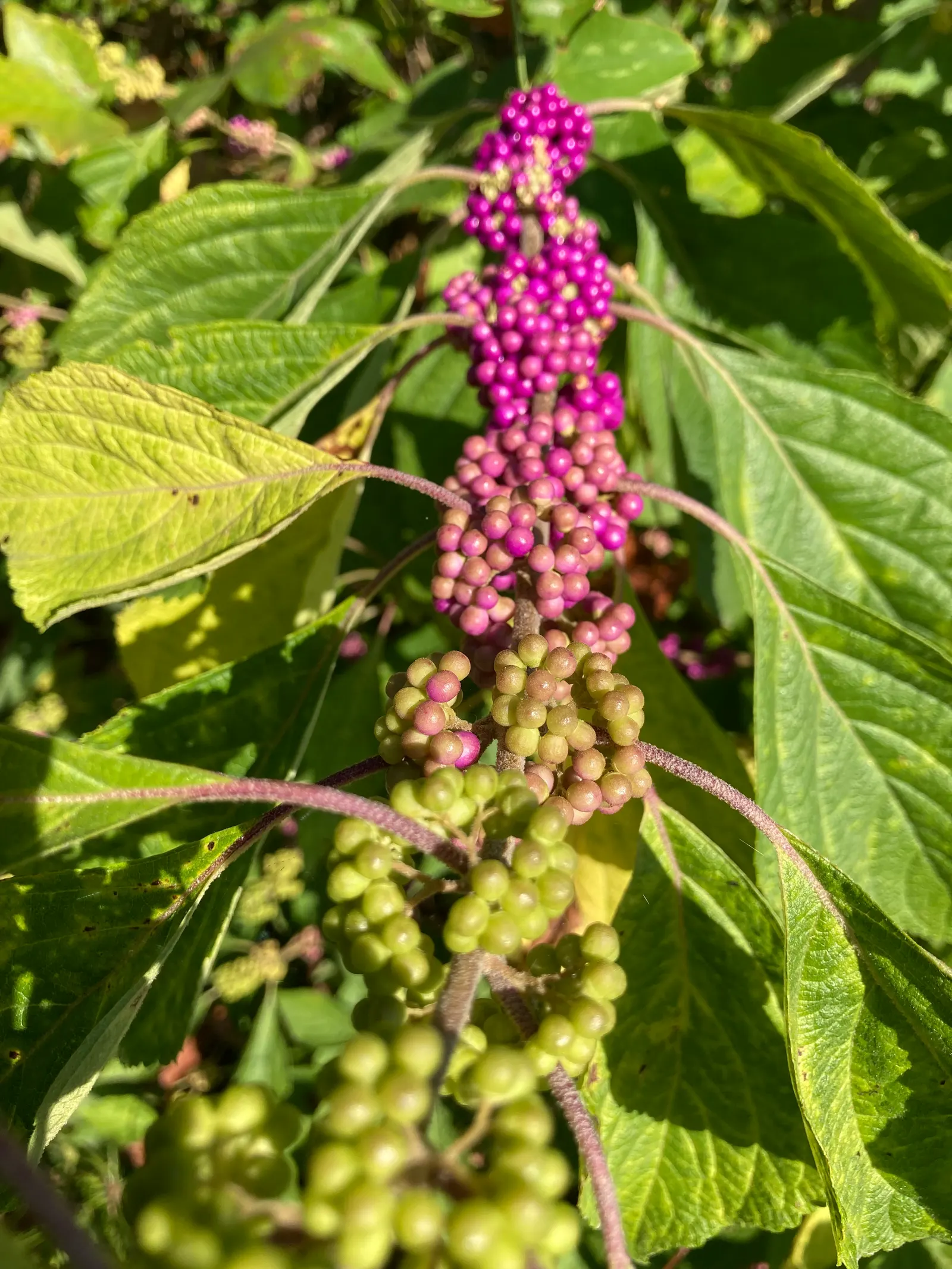 Profusion Beautyberry (Callicarpa bodinieri 'Profusion') — Profusion Beautyberry, Callicarpa bod; appreciated for its arching branches and attractive foliage