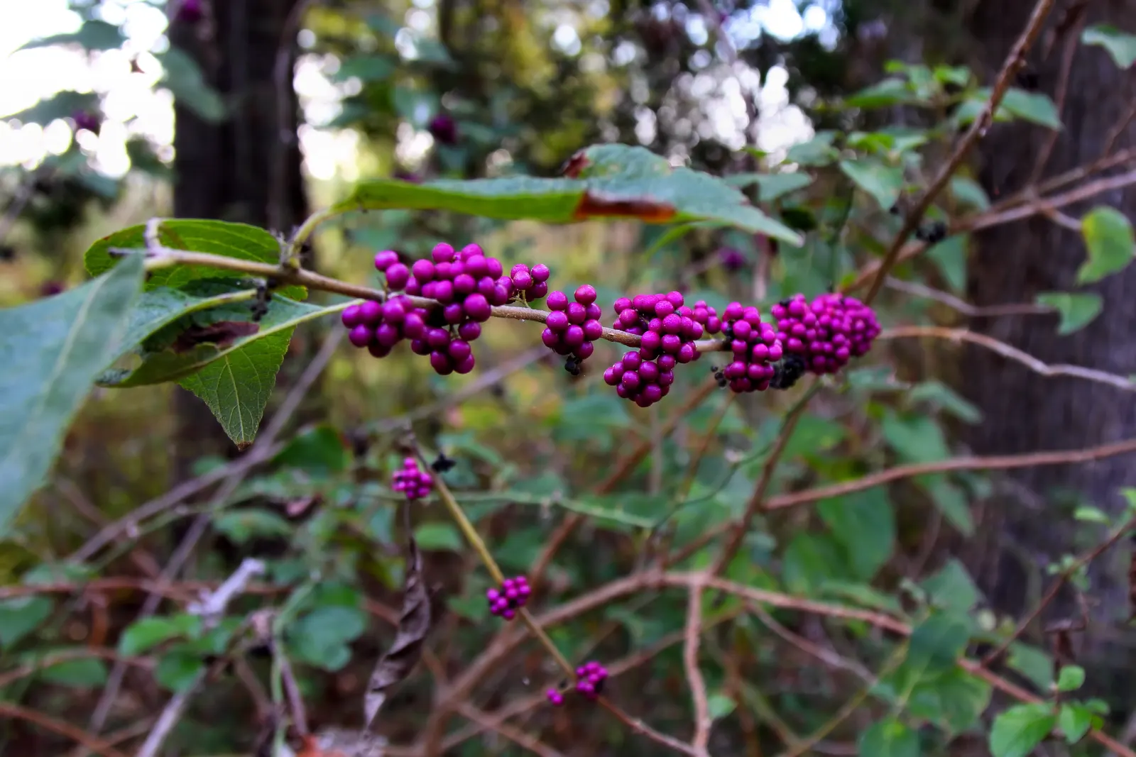 Profusion Beautyberry (Callicarpa bodinieri 'Profusion') — this shrub is also appreciated for its low maintenance requirements
