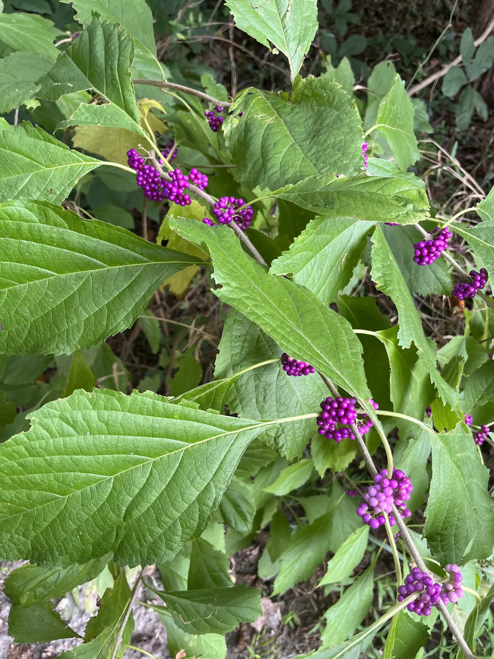 Profusion Beautyberry (Callicarpa bodinieri 'Profusion') — scientifically known as Callicarpa bodinieri 'Profusion'