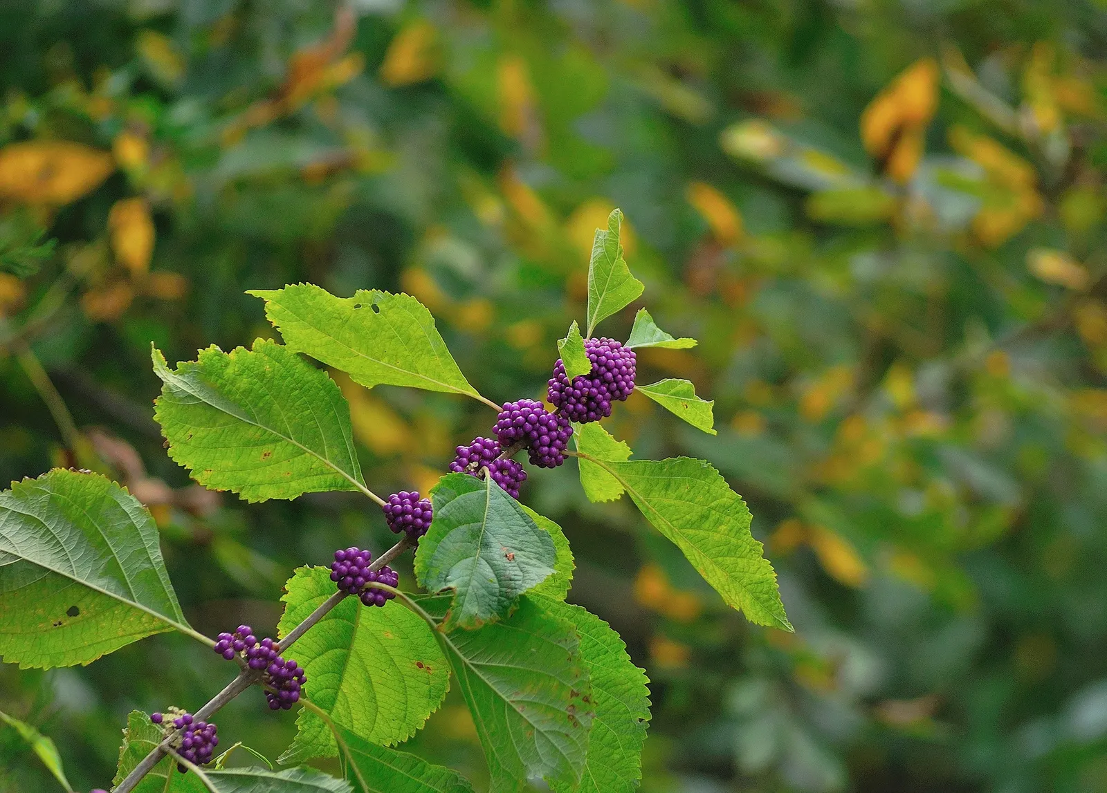 Profusion Beautyberry (Callicarpa bodinieri 'Profusion') — these blooms give way to clusters of dazzling; profusion Beautyberry, Callicarpa bod