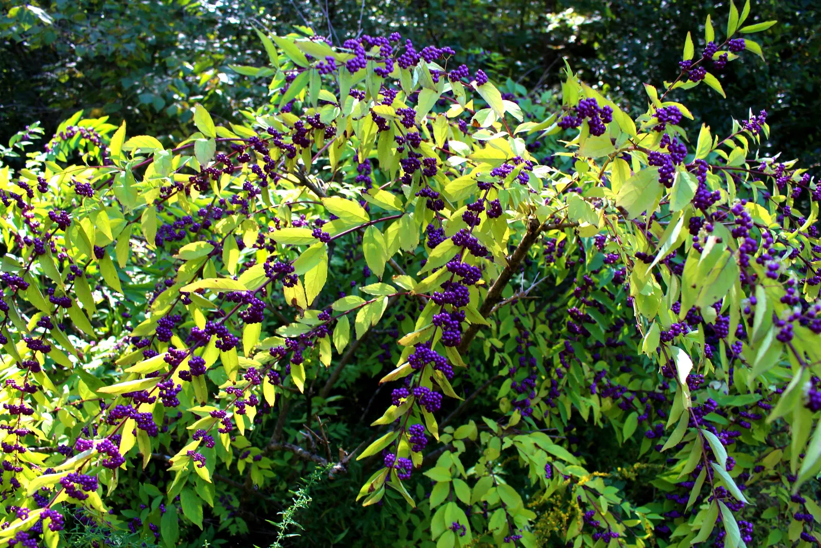 Profusion Beautyberry (Callicarpa bodinieri 'Profusion') — Exhibiting a moderate growth rate