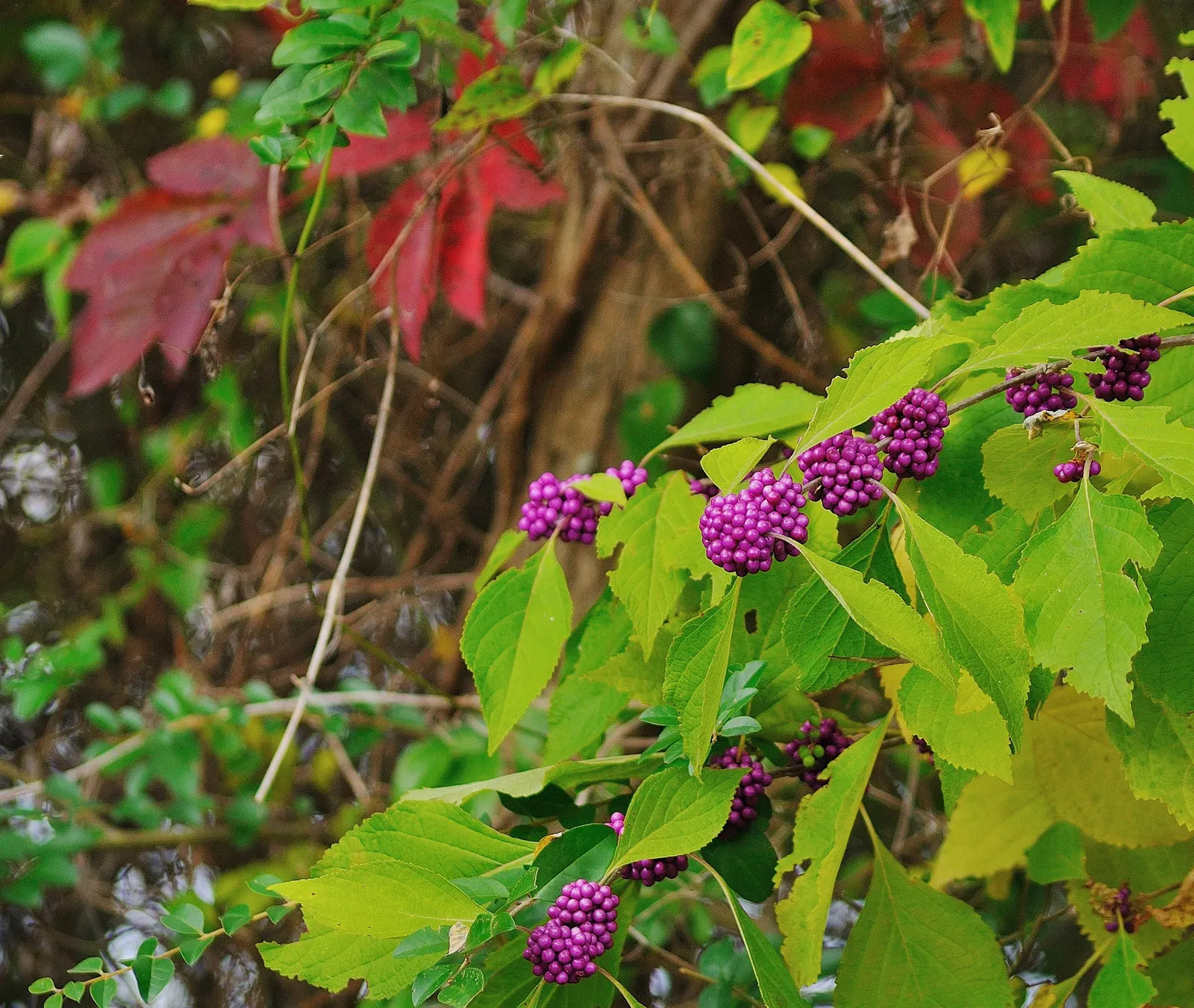 Profusion Beautyberry (Callicarpa bodinieri 'Profusion') — 'Profusion', is a deciduous shrub featuring prolific clusters of vibrant purple berries, image 56