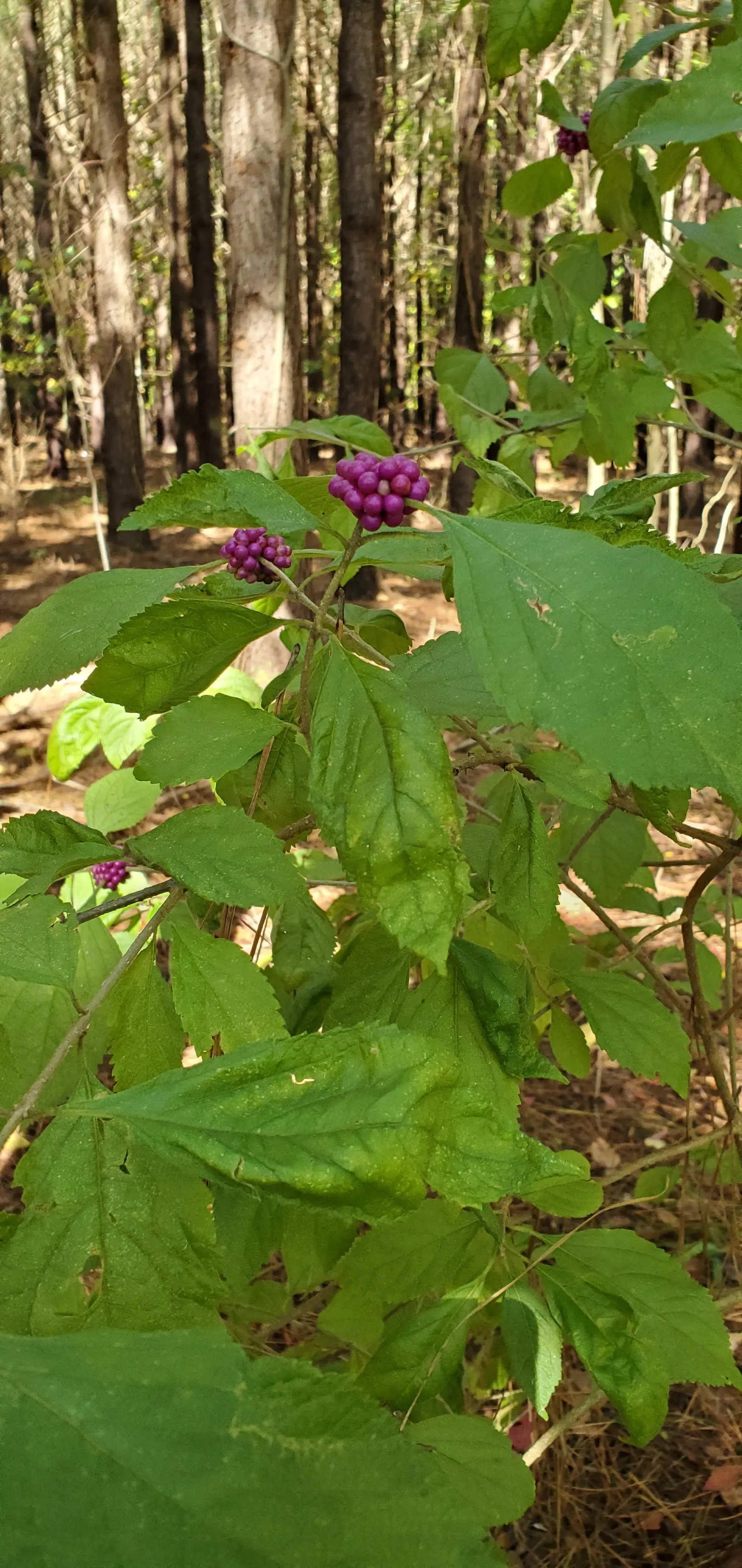 Profusion Beautyberry (Callicarpa bodinieri 'Profusion') — each approximately 1/8 inch in diameter