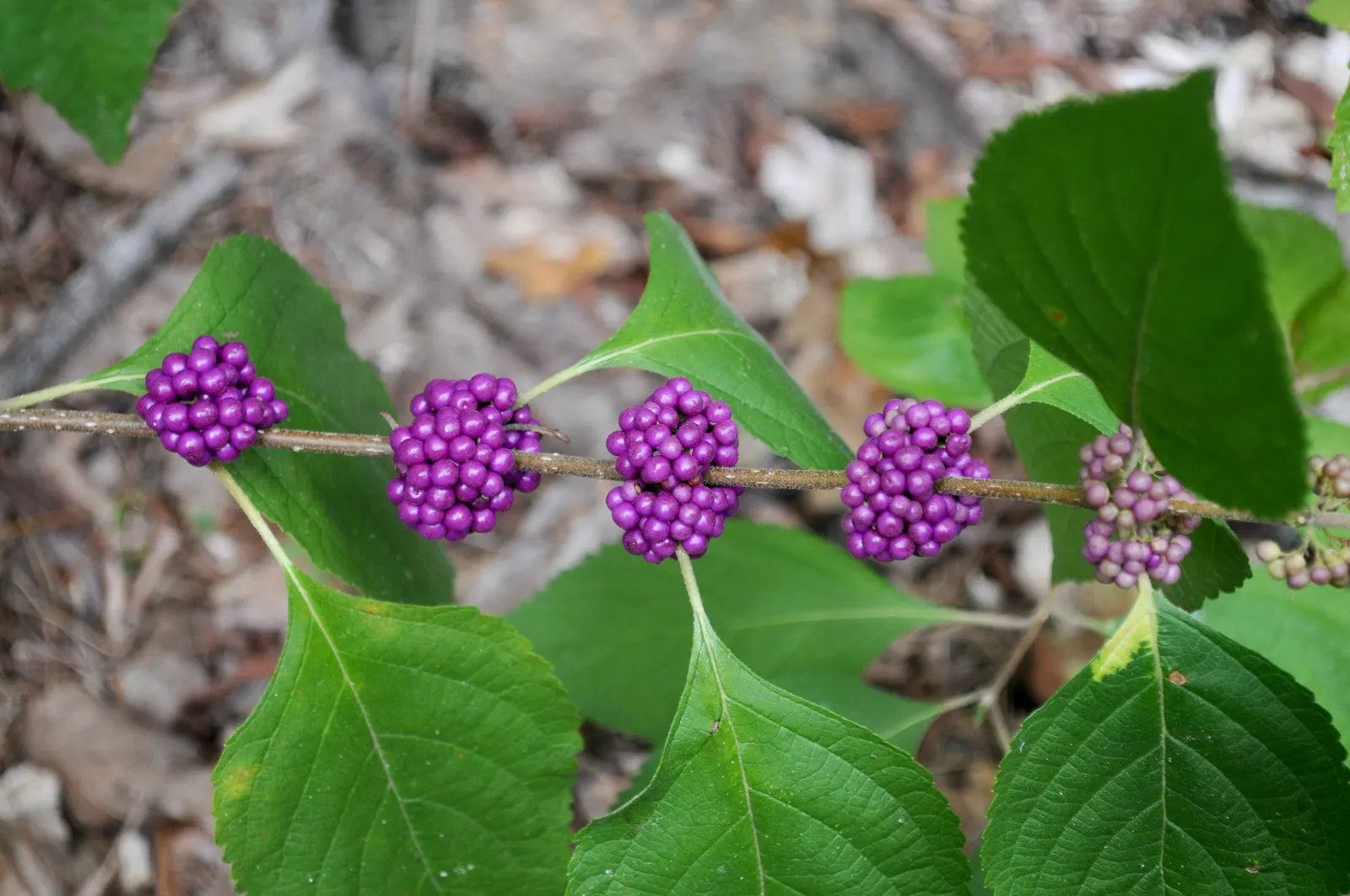 Profusion Beautyberry (Callicarpa bodinieri 'Profusion') — Profusion Beautyberry, Callicarpa bod