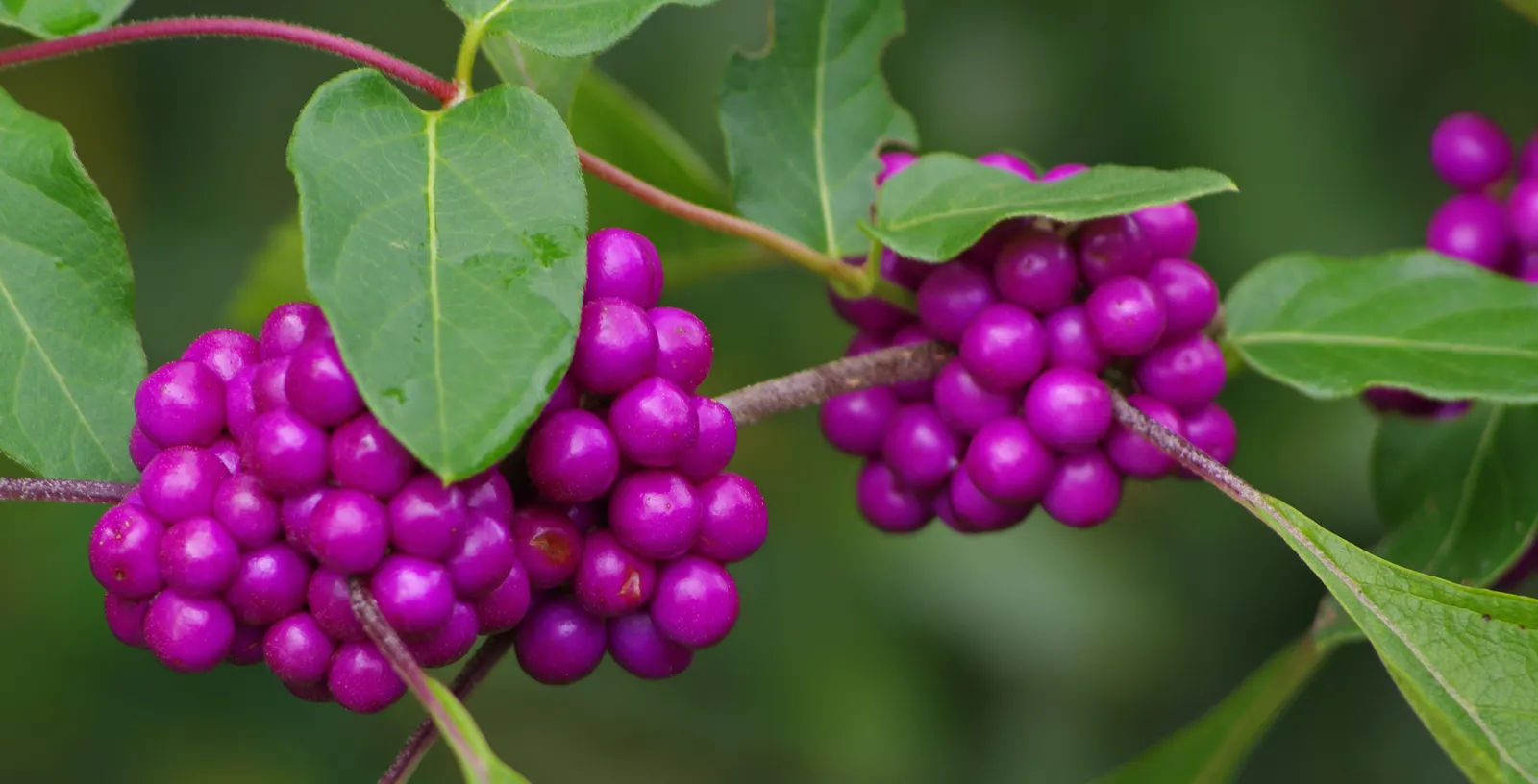 Profusion Beautyberry (Callicarpa bodinieri 'Profusion') — densely-packed purple berries; is a deciduous shrub lauded for its show-stopping fall display of