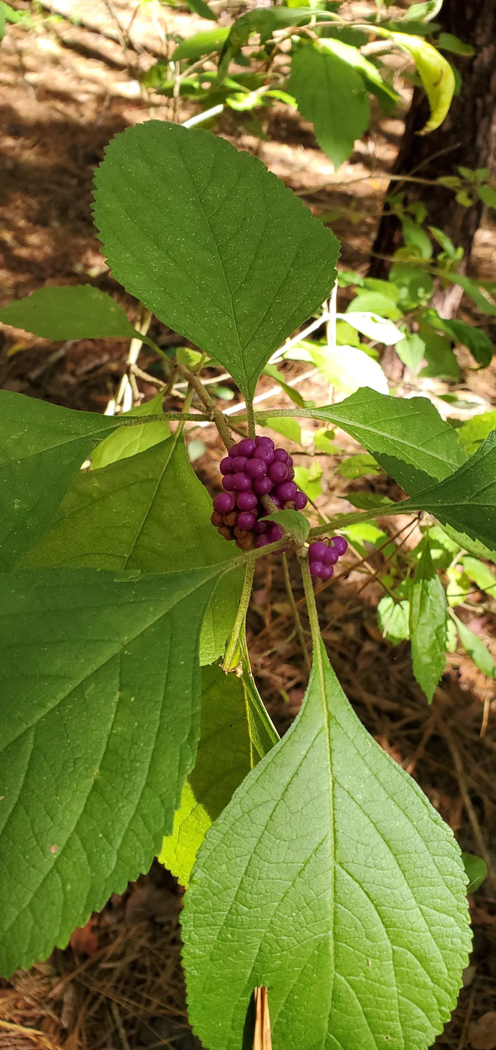 Profusion Beautyberry (Callicarpa bodinieri 'Profusion') — shrub for full or half