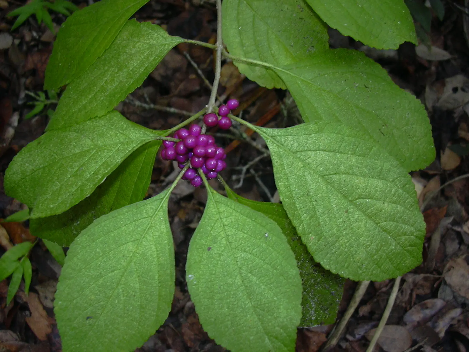 Profusion Beautyberry (Callicarpa bodinieri 'Profusion') — Exhibiting a moderate growth rate; a mature Profusion Beautyberry typically reaches 4 to 6 feet in