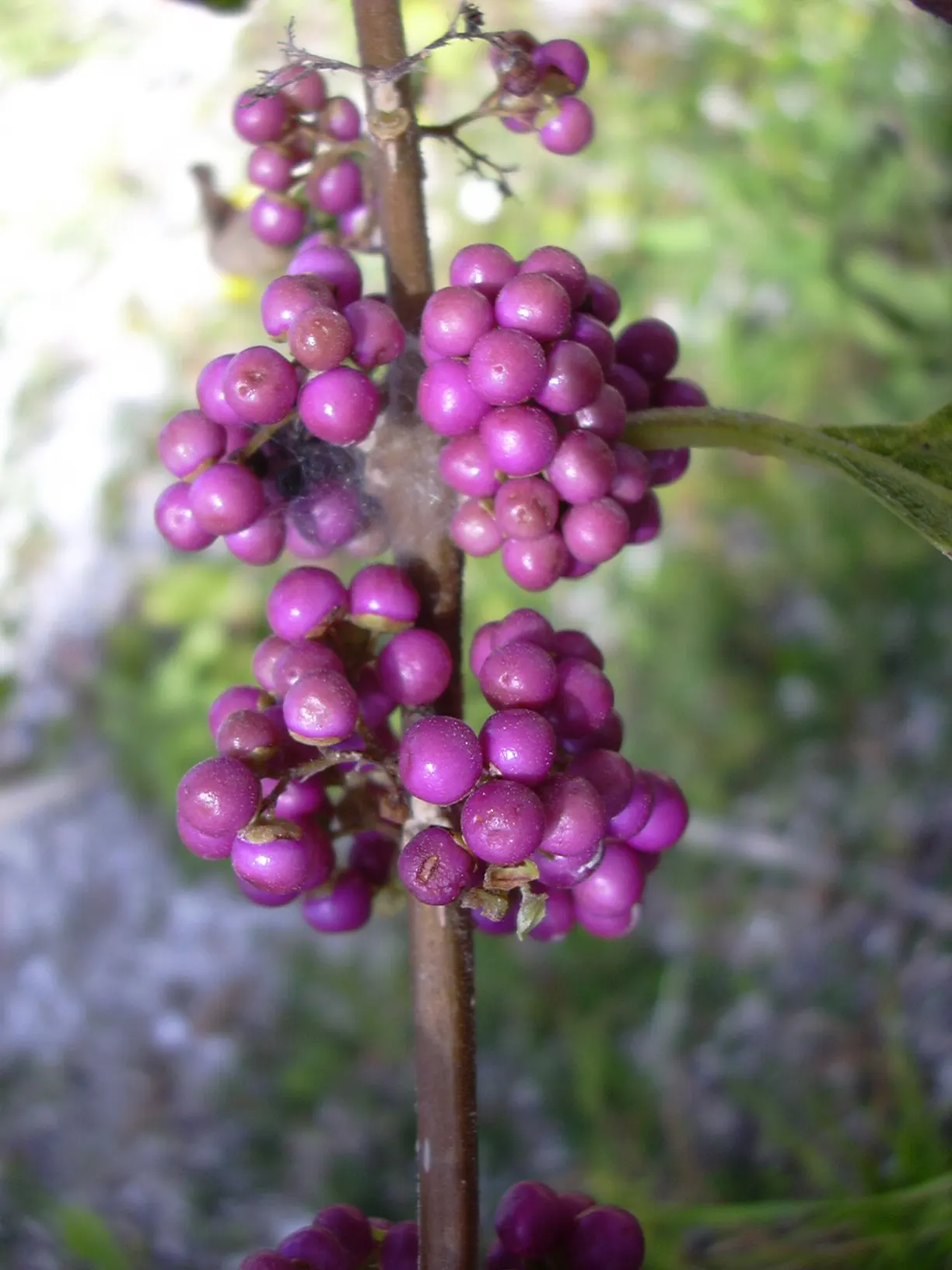 Profusion Beautyberry (Callicarpa bodinieri 'Profusion') — Plant in well-drained soil for a stunning autumn display, image 32